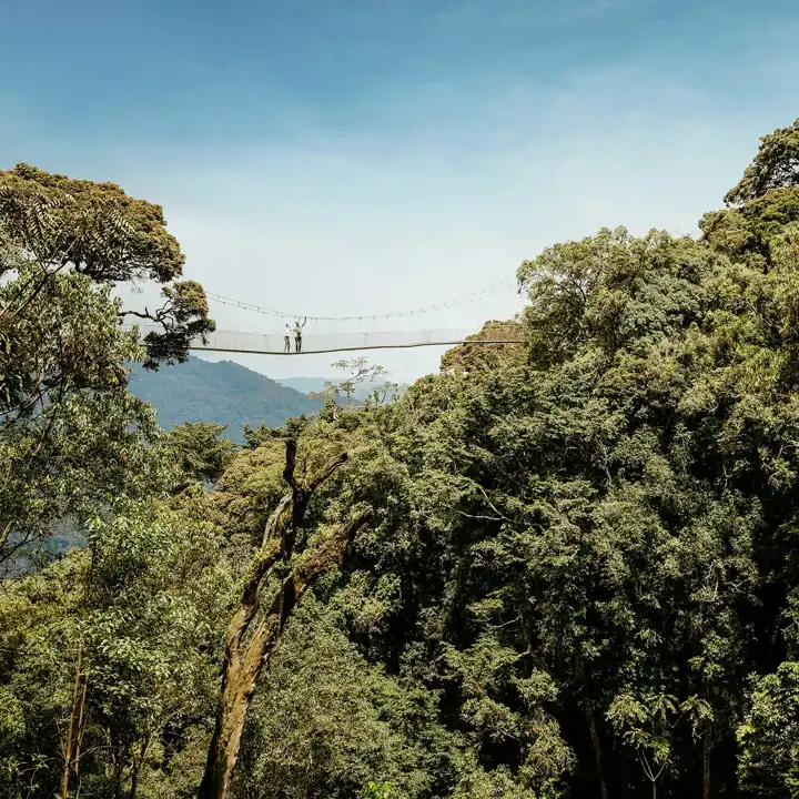 African Safari In Novmber Nyungwehouse Canopy Walk