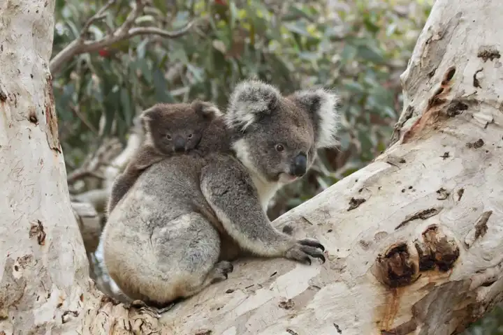 Australian Wildlife Luxury Australia Travel Ker Downey HERO