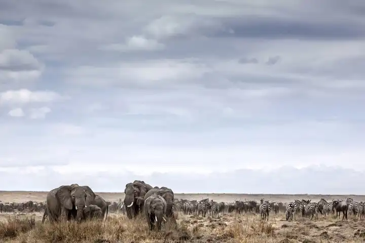 Botswana Luxury Safaris Chobe
