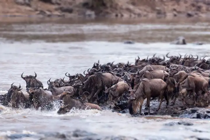 Migration Safari Top African Safari Experiences