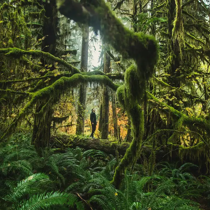 Olympic Naitonal Park Josh Earle Unsplash National Parks Guide