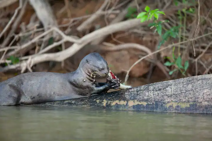 Pantanal Giant River Otter