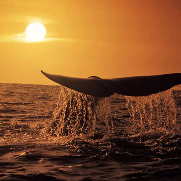 Whale